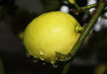 Esta es la forma de conservar los limones frescos durante semanas