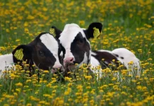 Las vacas tienen «mejores amigas» dentro del rebaño y se estresan si las separan