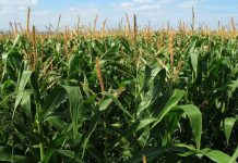 Más de 3.600 campesinos reciben insumos para la siembra de maíz en Guárico