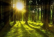 Un respiro natural: 20 minutos en el bosque reducen el ëstrés, según estudio