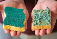 Un experto en jardinería comparte por qué deberías poner esponjas para lavar platos en tu jardín (+ Detalles)