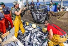 El Pescado venezolano es exportado a Europa para contribuir al fortalecimiento del aparato productivo desde las zonas pesqueras