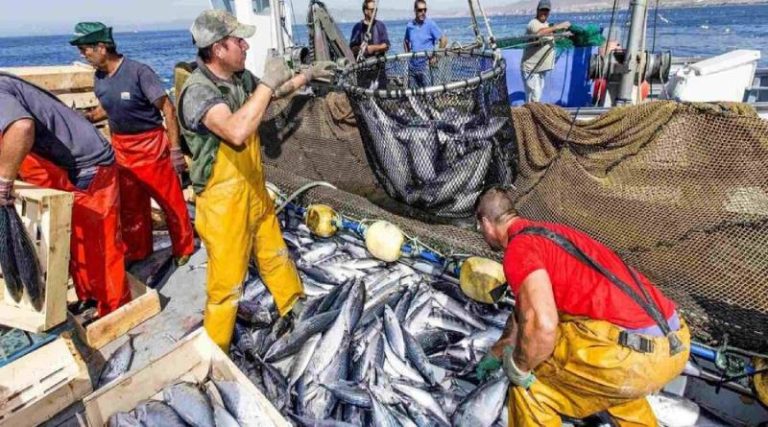 El Pescado venezolano es exportado a Europa para contribuir al fortalecimiento del aparato productivo desde las zonas pesqueras