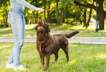 Adiós a los ladridos: el sencillo truco para enseñar a tu perro a callarse (+ Detalles)