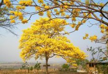 Día Nacional del Araguaney: ¡El árbol que viste de oro Venezuela y sus alrededores!