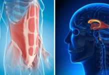 El hipocampo y la amígdala crecen anormâlmente en adolescentes con obesïdad, investigadores explican los rïesgos (+ Detalles)