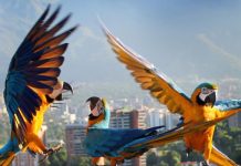 Un don divino de la naturaleza: Caracas celebra el Día Mundial del Loro como santuario y refugio de Guacamayas