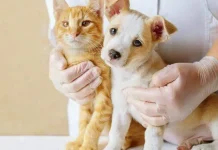 ¿Por qué es conveniente esterilizar a las mascotas según los expertos?