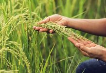 Producción de arroz en el país abastece el 70% del consumo nacional