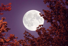 La noche de este lunes se podrá observar la luna llena de flores (+ Detalles)