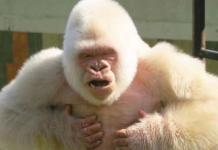Conoce a Copito de Nieve, el único gorila albino del mundo
