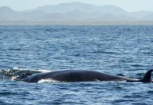 Pescadores presenciaron un avistamiento de ballenas en la costa venezolana