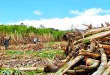 Sector azucarero logra abastecer el 60% de la demanda nacional