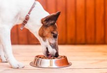 Según expertos, la hora de la comida es un factor clave para la salud canina