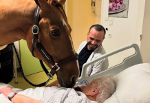 Conoce al «Doctor Peyo»: El caballo que lleva consuelo a pacientës terminalës en Francia
