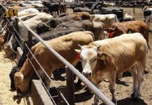 Estados Unidos suspende importación de ganado mexicano por plaga peligrosä