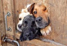 ¿Tus mascotas son chismosäs? La ciencia tiene la respuesta