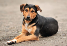Develando algunos mitos: La verdad sobre la superioridad de los perros criollos