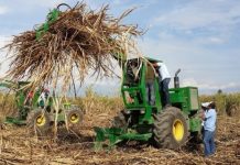Fesoca señala que la producción de molienda de cañã de azúcar llegó a su 90%