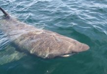 Sorprende la aparición de un tiburón peregrino gigante en el mar mediterráneo cerca de Marbella
