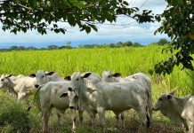 Ganaderos tachirenses proponen alianza estratégica con Qatar para la exportación de lácteos y carne