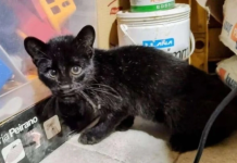 Mujer pensó que rescataba un gato, pero resultó ser un felino salvajë en peligro de extincïón