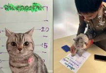 Policías “arrestarön” a una gatita en Tailandia por morderlös (+ Detalles)