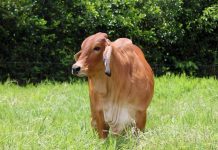 Funvessa impulsa la certificación de Venezuela como país libre de fiebre aftosa