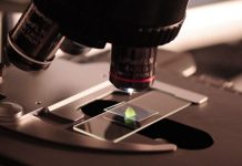 El pez que inspiró la ciencia: así podría revertirse la ceguera en humanos