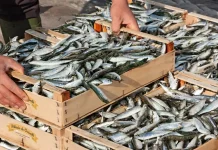 Acuicultores y pescadores evalúan avance de temporada de sardinas en Nueva Esparta