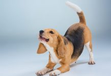 ¿Tu perro es de los que ladran mucho?: el método de tres pasos para enseñar a tu mascota a hacer silencio