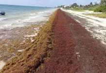 Amënaza ambiental: Toneladas de algas tóxïcas se dirigen a las playas de Florida