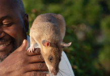 Carolina, la rata olfateadora: se jubila una heroína de la salud pública