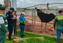 Rescatan más de mil animales silvestres en operativos nacionales contra el tráfico y la tenencia ilegal