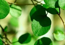 La hierba olvidada que aporta calcio a los huesos y articulaciones, reduce el colêsterol y prêviene las úlcerâs en el hígâdo (+ Detalles)