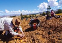 Fedeagro resalta avances en soberanía alimentaria: producción se elevo un 50%