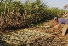 Crecimiento en la Zafra azucarera venezolana: producción alcanza niveles prometedores