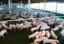 Sovemevepa: Sector porcino venezolano experimenta notable crecimiento en los últimos dos años