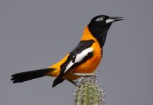 Autoridades rescatan y liberan dos docenas de aves exóticas en Petare: presunto caso de tráfico ilegal