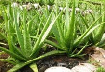 La Sábila: cinco razones científicas que resaltan sus bondades para la salud y el bienestar integral