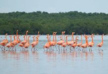 La Ciénaga de Los Olivitos: un paraíso para el avistamiento de aves en el estado Zulia