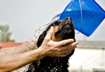 Expertos explican que a los perros si les gusta bañarse y esto es lo que sienten después en su cuerpo