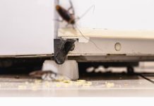 El sencillo truco que evita que las cucarâchas se metan en los electrodomésticos (+ Detalles)