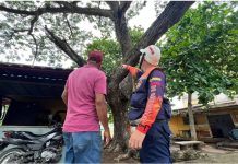Alcaldía de Maturín brindó atención inmediata ante caída de árbol en la Av. Orinoco protegiendo a los habitantes (+ Fotos)