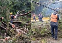 Carretera Panamericana obstaculizada por la caída de árbol en San Antonio de los Altos