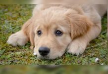 Cómo âfęcta a un perro el cambio de hogar: así se sienten las mascotas cuando los regalan