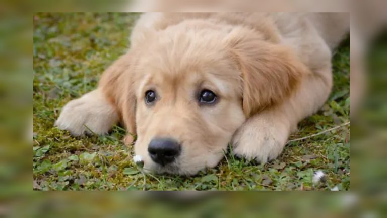 Cómo âfęcta a un perro el cambio de hogar: así se sienten las mascotas cuando los regalan