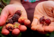 Zona agrícola de San Vicente de la Revancha en Táchira será intervenida para recüperar vialidad tras derrümbes que afęctån a productores