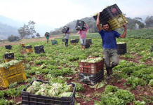 Promueven producción alimentaria y adjudicación de tierras a campesinos del estado Sucre
