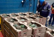Diez cargamentos de piña producida en Iribarren son exportados a Barbados (+ Fotos)